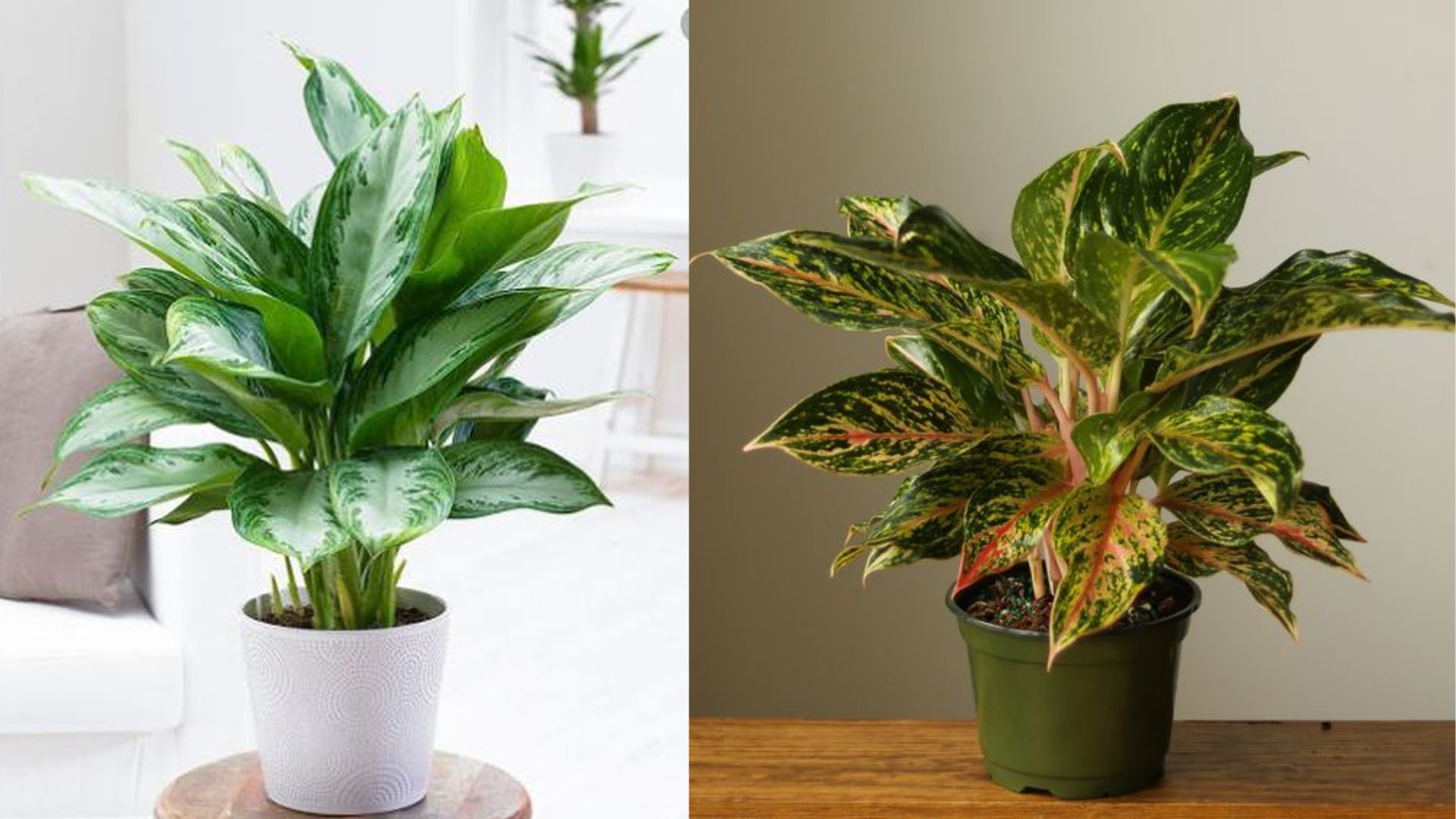 Công Dụng Của Cây Huy Hoàng